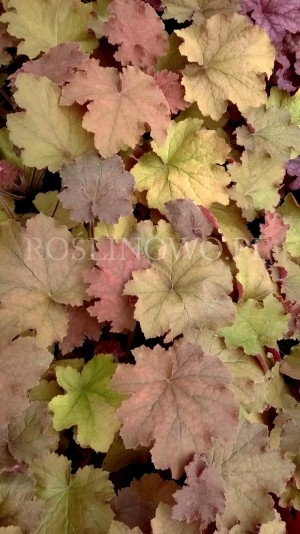 Żurawka ogrodowa „Kassandra” (Heuchera hybrida)